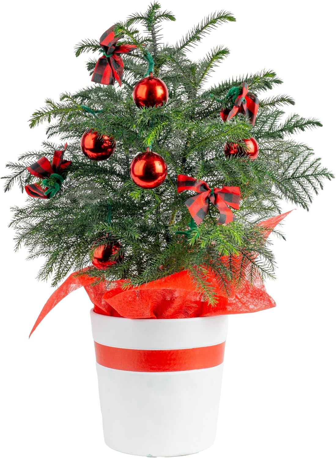 Costa Farms Norfolk Island Pine, Live Christmas Tree Plant in Holiday Decorative Plant Pot, Includes Ornaments, Indoor Houseplant, Holiday Room D&amp;eacute;cor, Decorations, or Gift, 16-22 Inches Tall