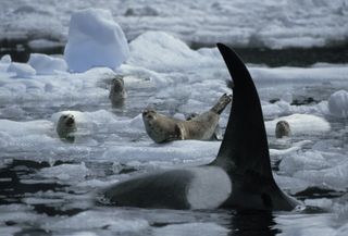 An orca hunts harbor seals in the ice around LeConte Bay, Alaska