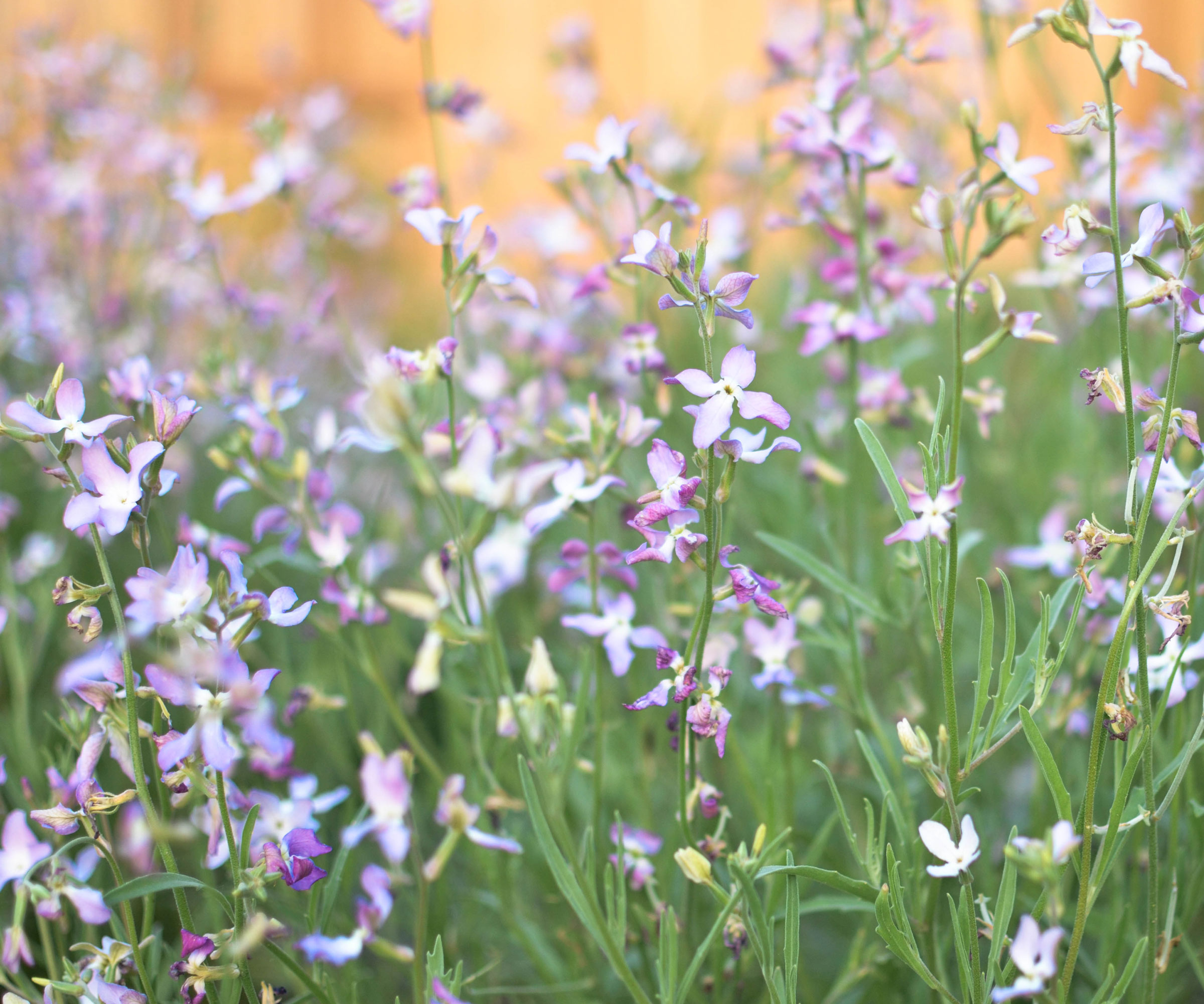 evening stock flowers in bloom