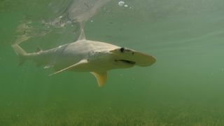 Bonnethead sharks are one of the four species of sharks to take refuge in the canal.