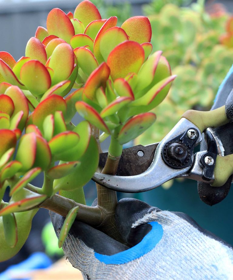 How to prune a jade plant expert advice Homes & Gardens