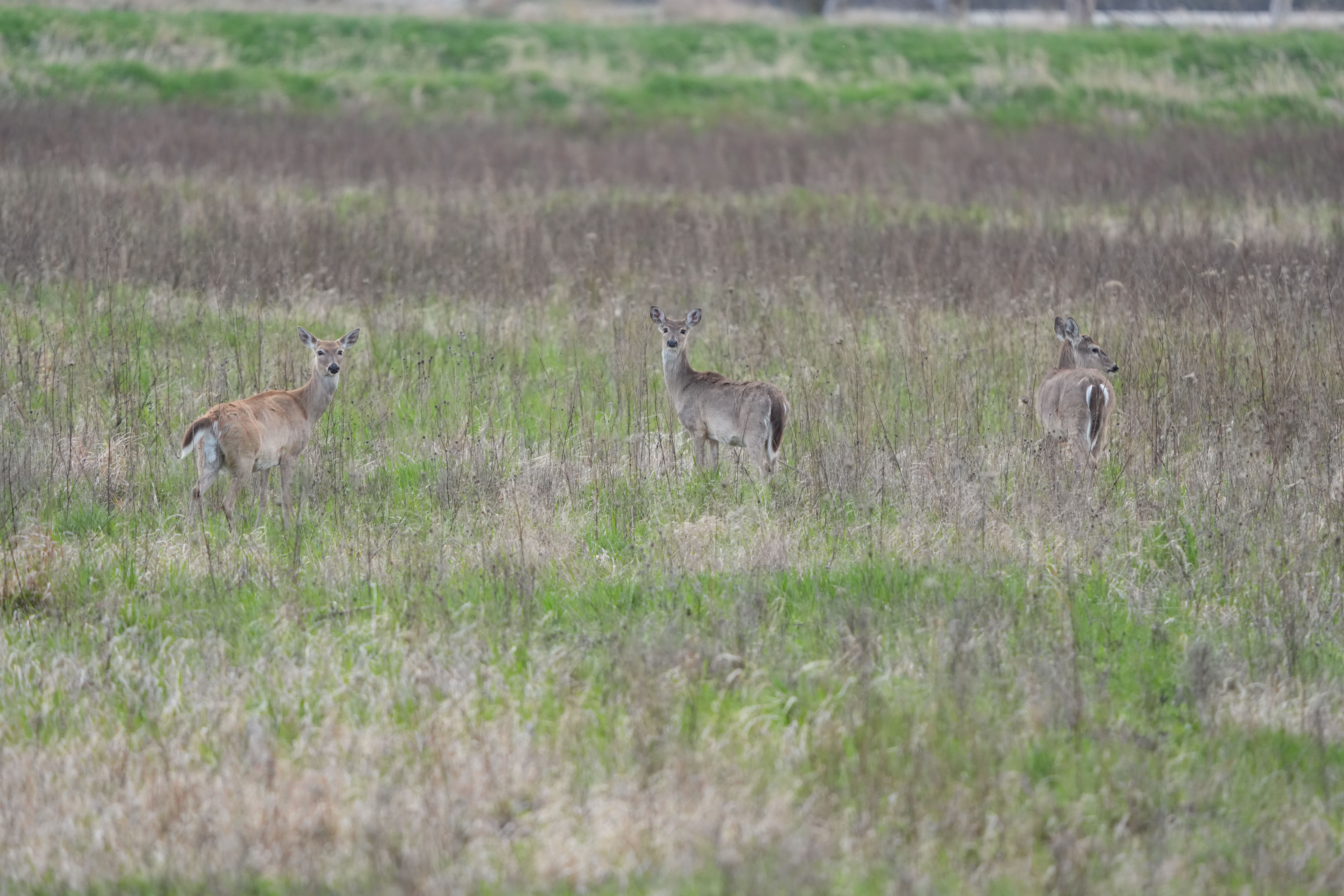 Wildlife images shot on the Sony A7R VI, unedited JPEG with slight resize to 7K pixels wide for web upload