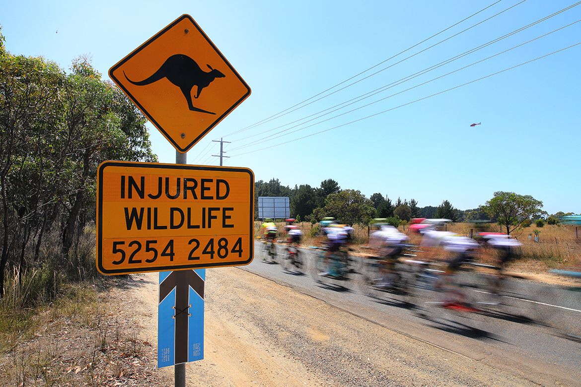 The number to call should you spot injured wildlife