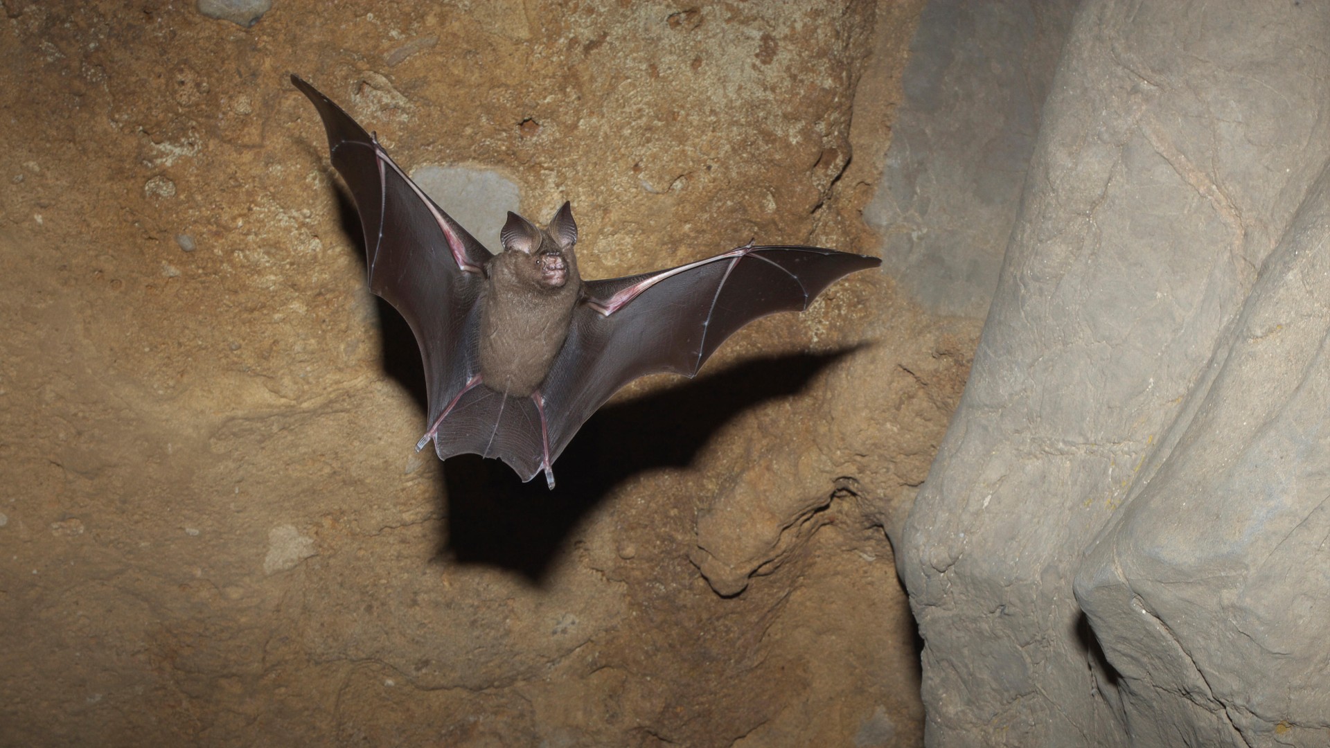 Gran murciélago de hoja redonda (Hipposideros armiger) en vuelo en cueva, ciudad de Guilin, provincia de Guangxi, China, Novembery.