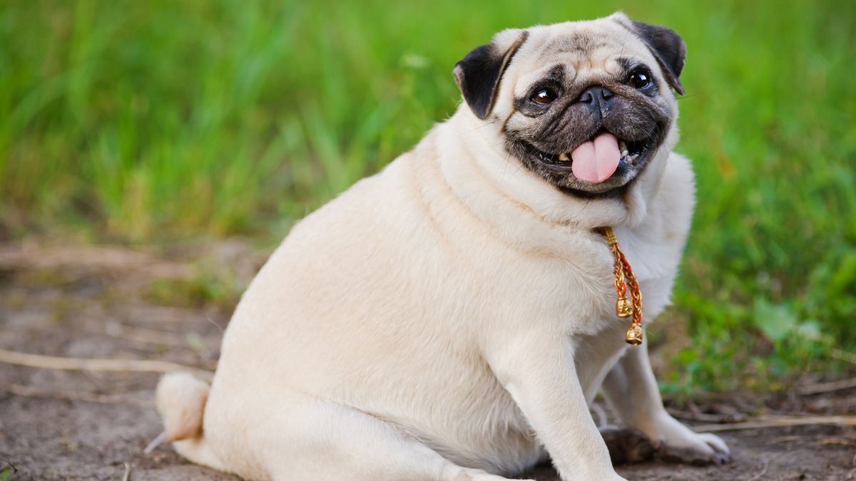 Chubby pug sat on some grass