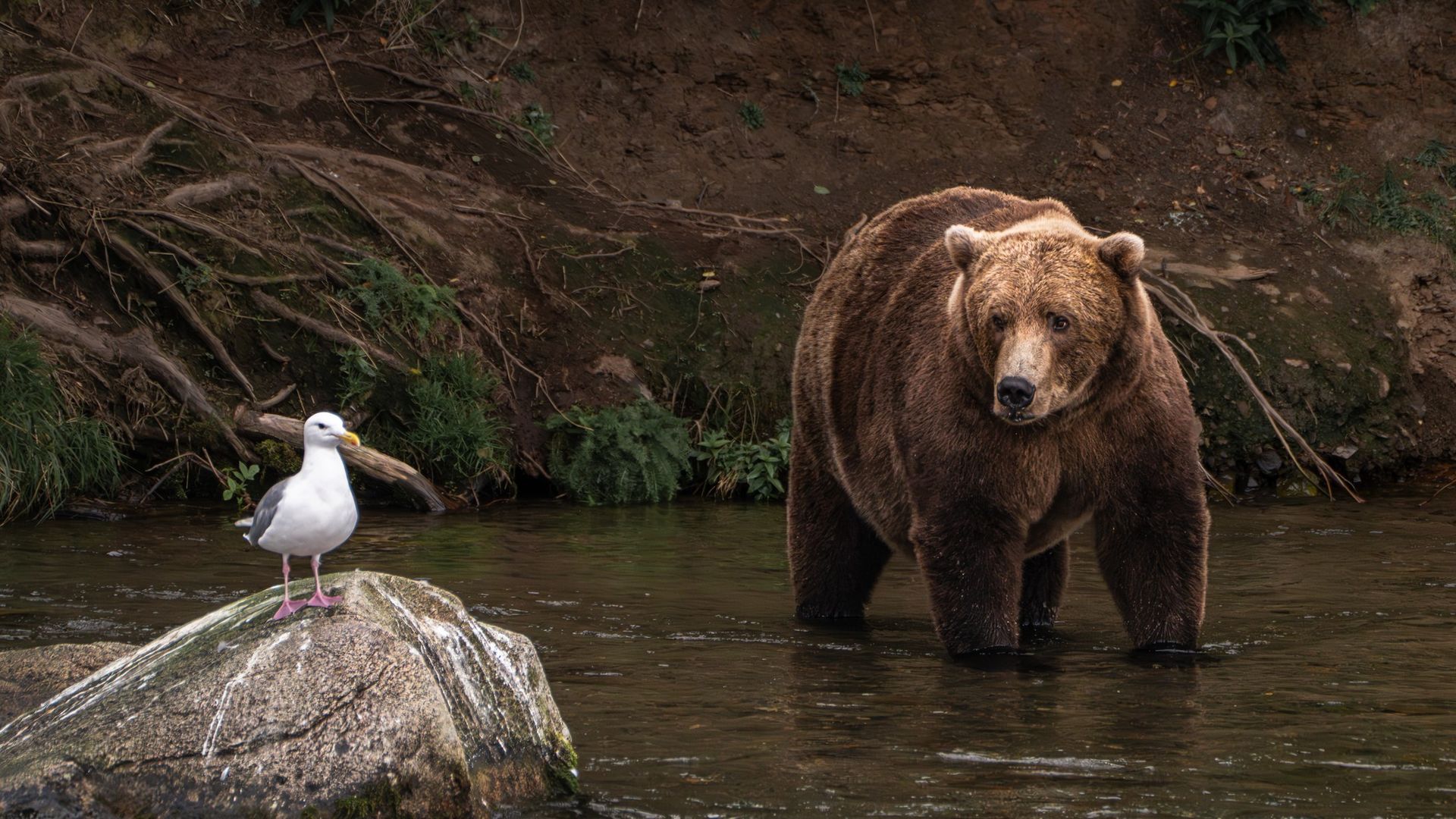 MoneyWireDaily — Should We All Be Fat Bears With Our Money?