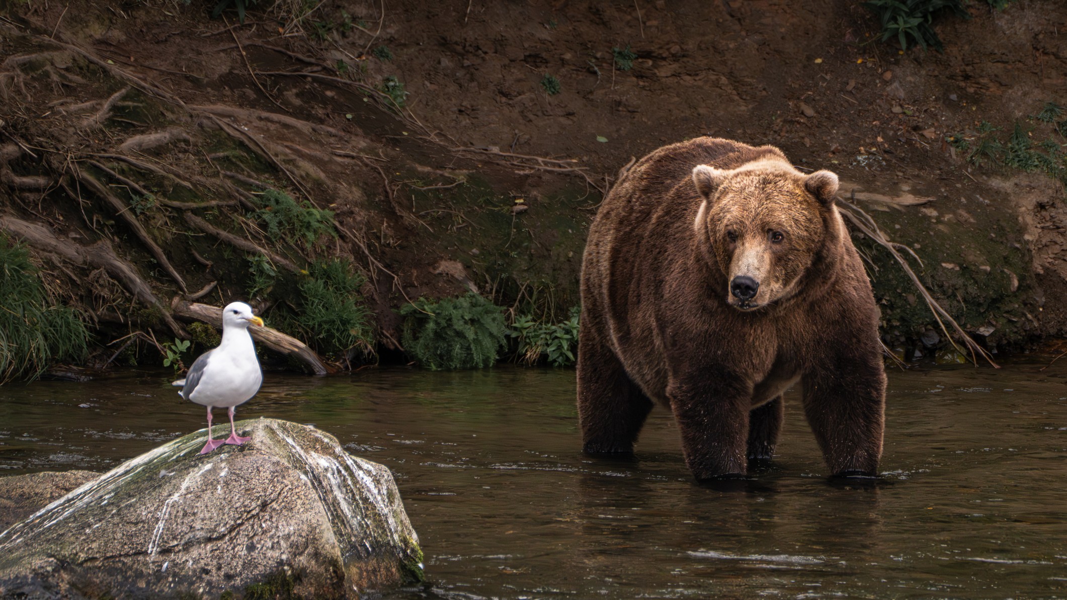 A bear looks at a seagull on a rock in the river at Katmai National Park and Preserve. 