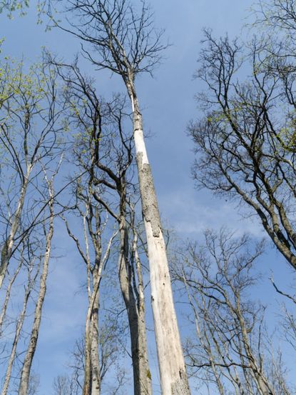 Diseased Elm Trees