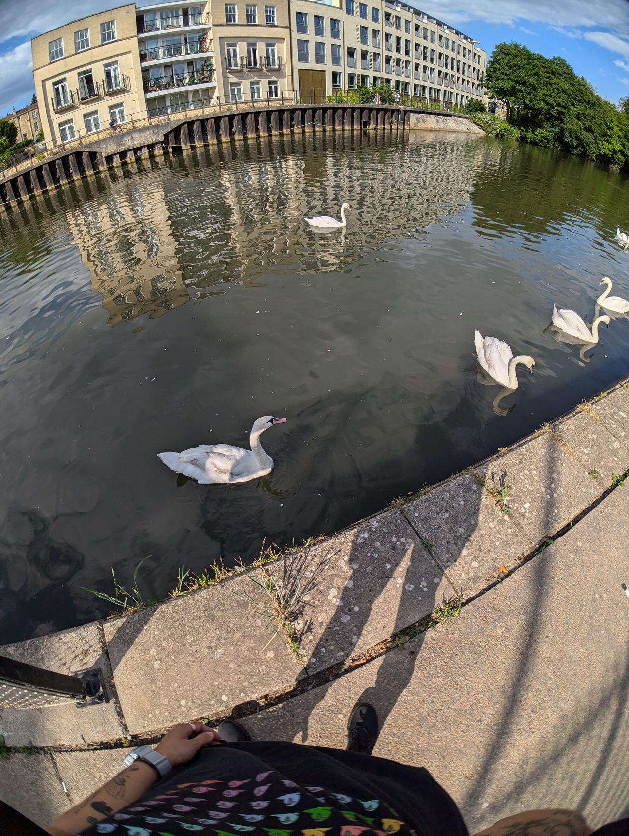 A photo of swans swimming in the River Avon, taken with a Moment Fisheye 14mm lens attached to a Google Pixel 7 Pro