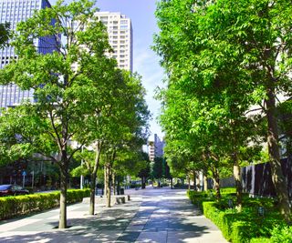 Trees planted in the city