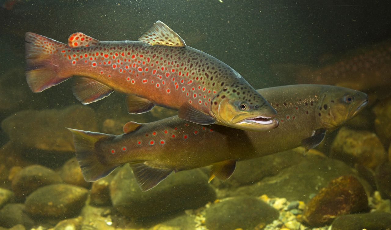 Female brown trout have learned how to fake orgasms.