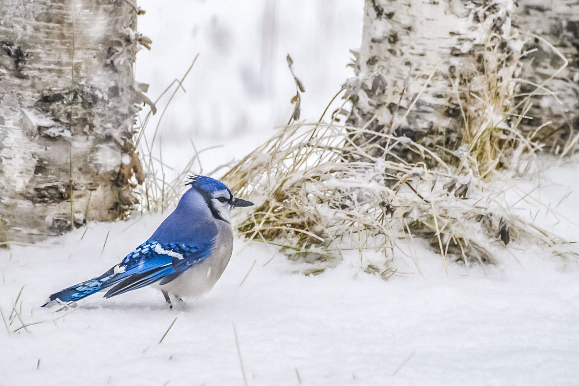 GuruShots - February 2026