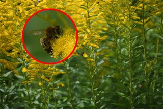 See the tiny bee in the centre of this picture? We've blown it up approximately 8x so that you can see the detail the D850 has captured – and that was a hastily-grabbed handheld shot.