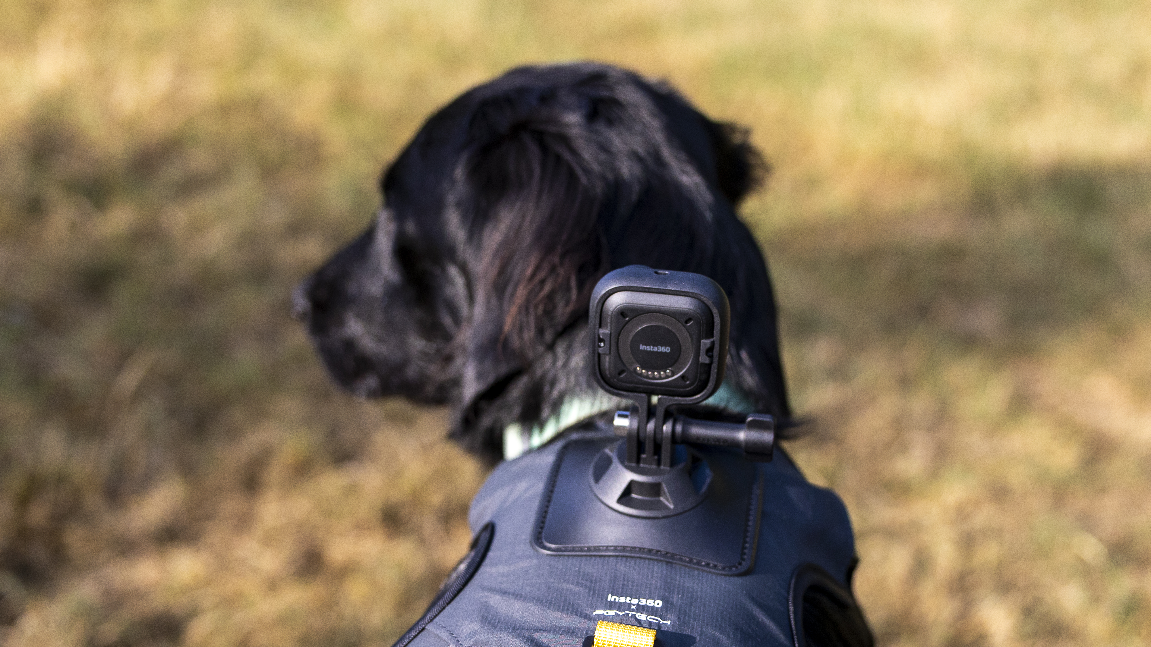 The Insta360 GO Ultra camera mounted on a pet harness on a black dog