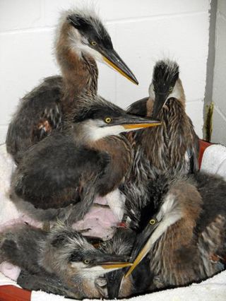 The heron chicks at the Wildlife Rehabilitation Center of Minnesota are feisty and doing well.