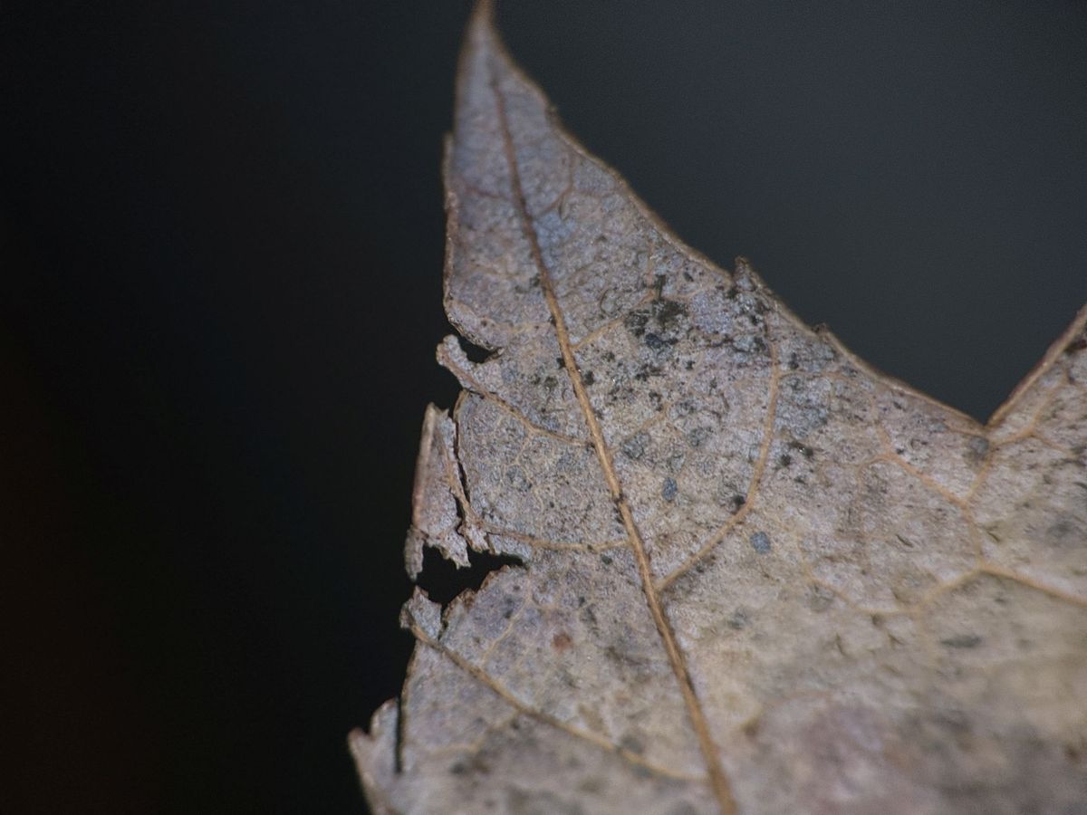 Shiftcam 240mm Super Zoom Tele macro sample.