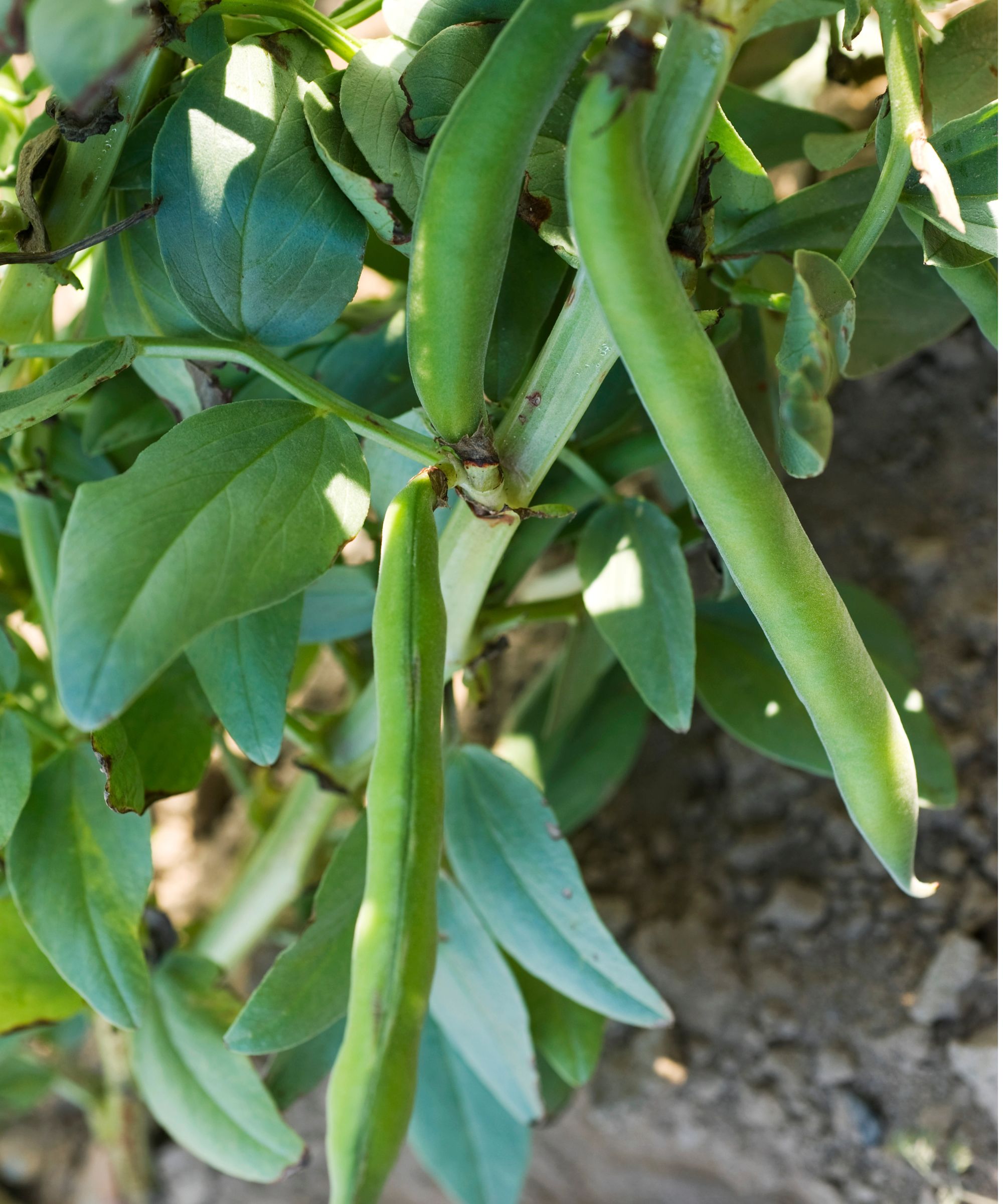 Fava bean plant