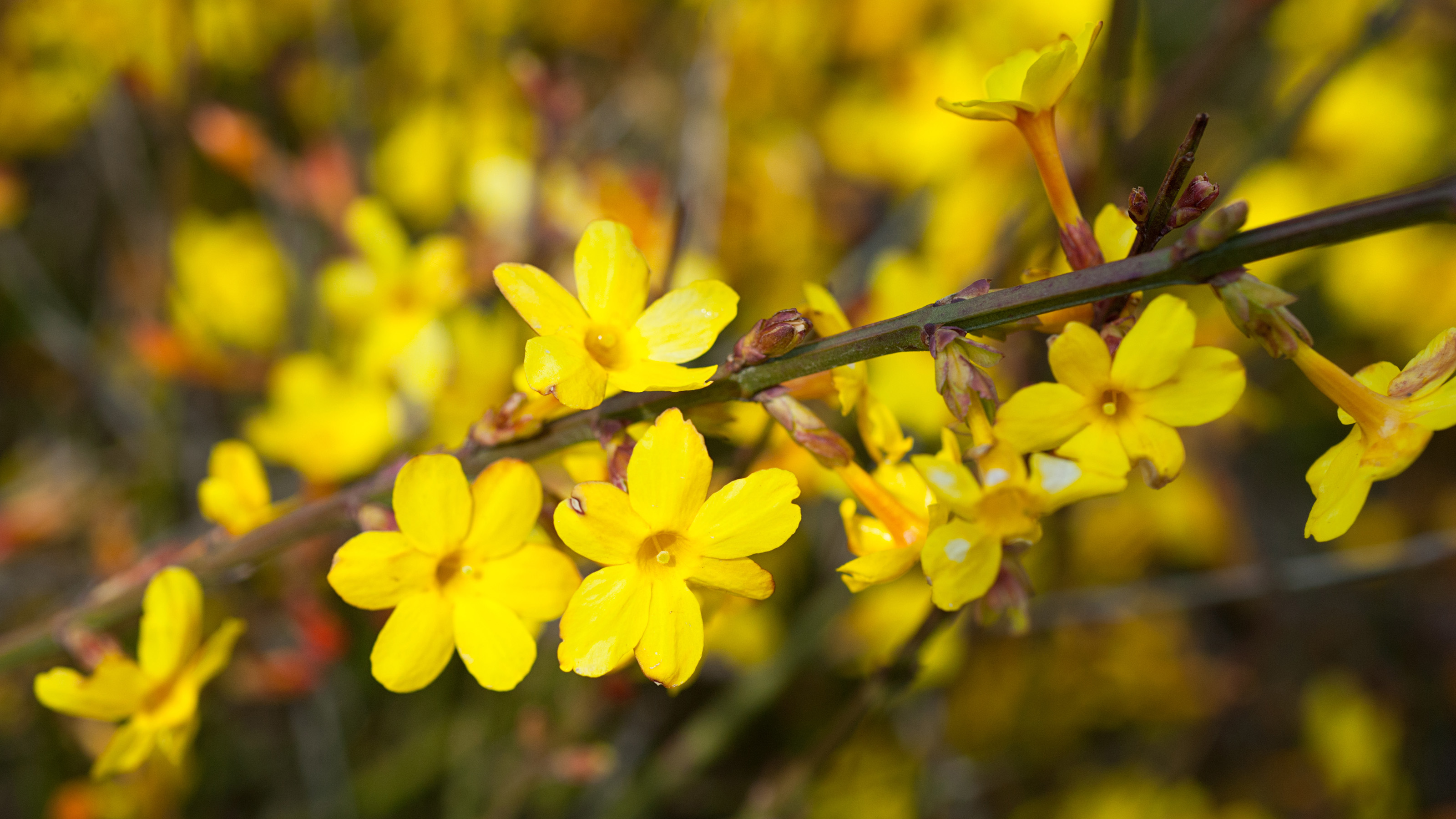 winter jasmine