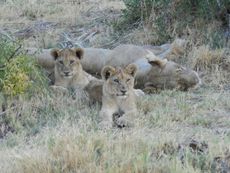 Life is tough for lion cubs, but especially males: Only about 1 in 8 male lions survive to adulthood.