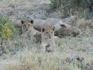 male and female lion pictures