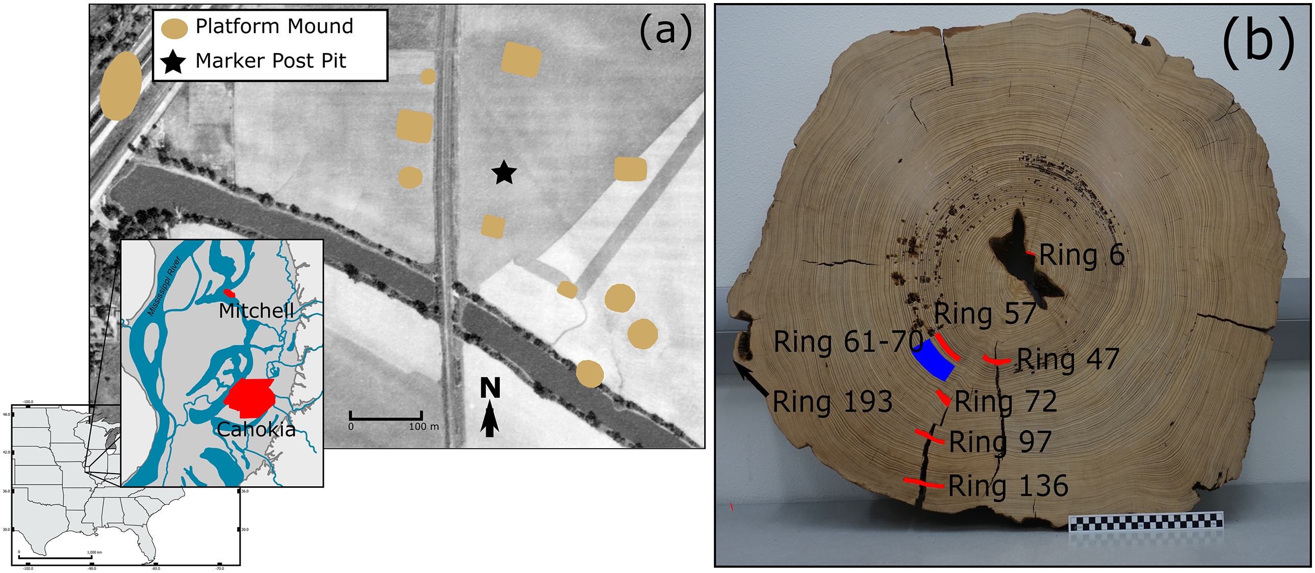On the left, a map of where samples were taken from the site. On the right, a labelled diagram of tree rings.