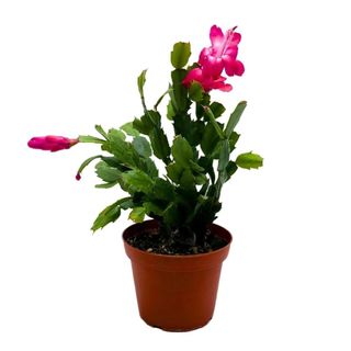 Christmas Cactus