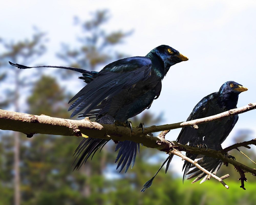 Artist&#039;s illustration of two &lt;i&gt;Microraptor&lt;/i&gt; with black iridescent plumage on a branch.