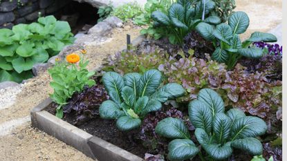 Vegetable plot at RHS Chelsea, featuring kale, lettuce, and other vegetables that grow in shade