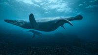 Scenes from a nature documentary made with CG
