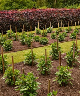 An example of how to plant a flower bed showing flower beds with young plants in front of red hedges