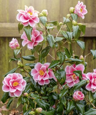 The beautiful pink and white spring flower of Camellia 'Yours Truly' shrub growing next to a wooden fence