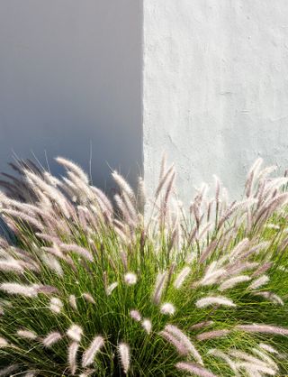 Ornamental blue fescue grass