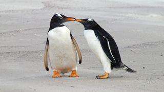 Two gentoo penguins (Pygoscelis papua) at Volunteer Point in the Falkland Islands.