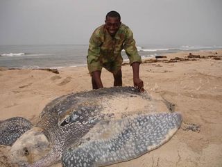 As dawn is breaking, a turtle makes her way back to the ocean. Only the females ever return to dry land. Except for a post-hatch race across the beach toward the surf, male leatherbacks spend their entire lives at sea. Here, a guard from a Gabon national park watches over the massive mother's progress.