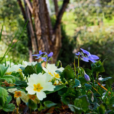 Fragile first springtime blooms under tree trunk: plae yellow primrose and elegnt blue violets in early morning sun.