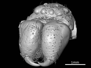 This CT scan shows the head of the fossil Huntsman spider from nearly 50 million years ago.
