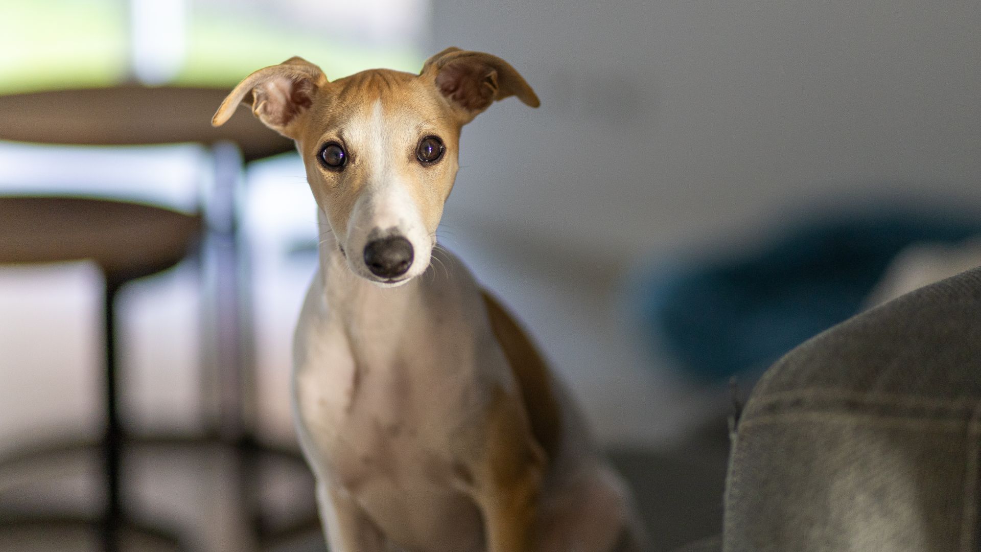 Whippet