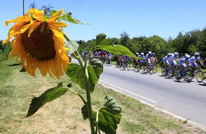 Sunflowers are in bloom in January in Argentina