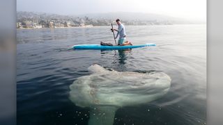 The paddleboard is 14 feet long, so the sunfish is likely 9 or 10 feet.