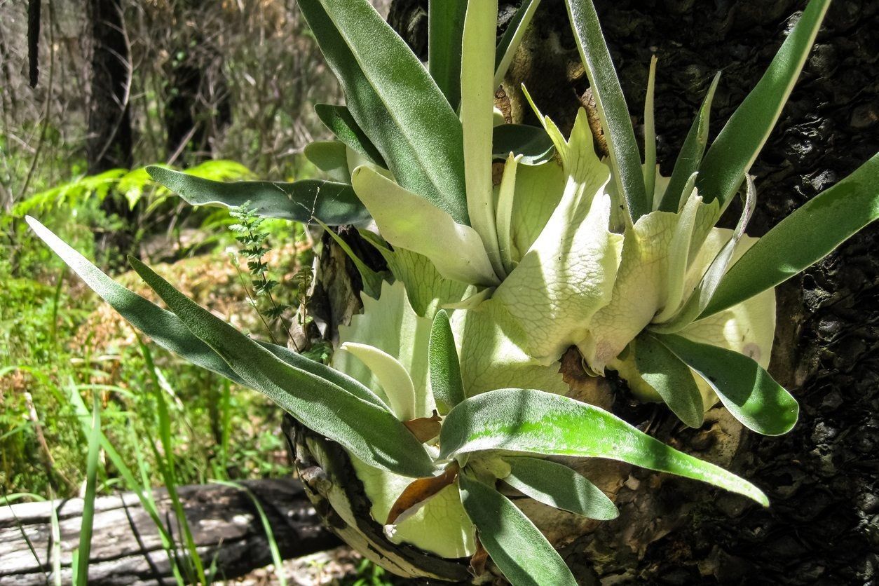 staghorn variety