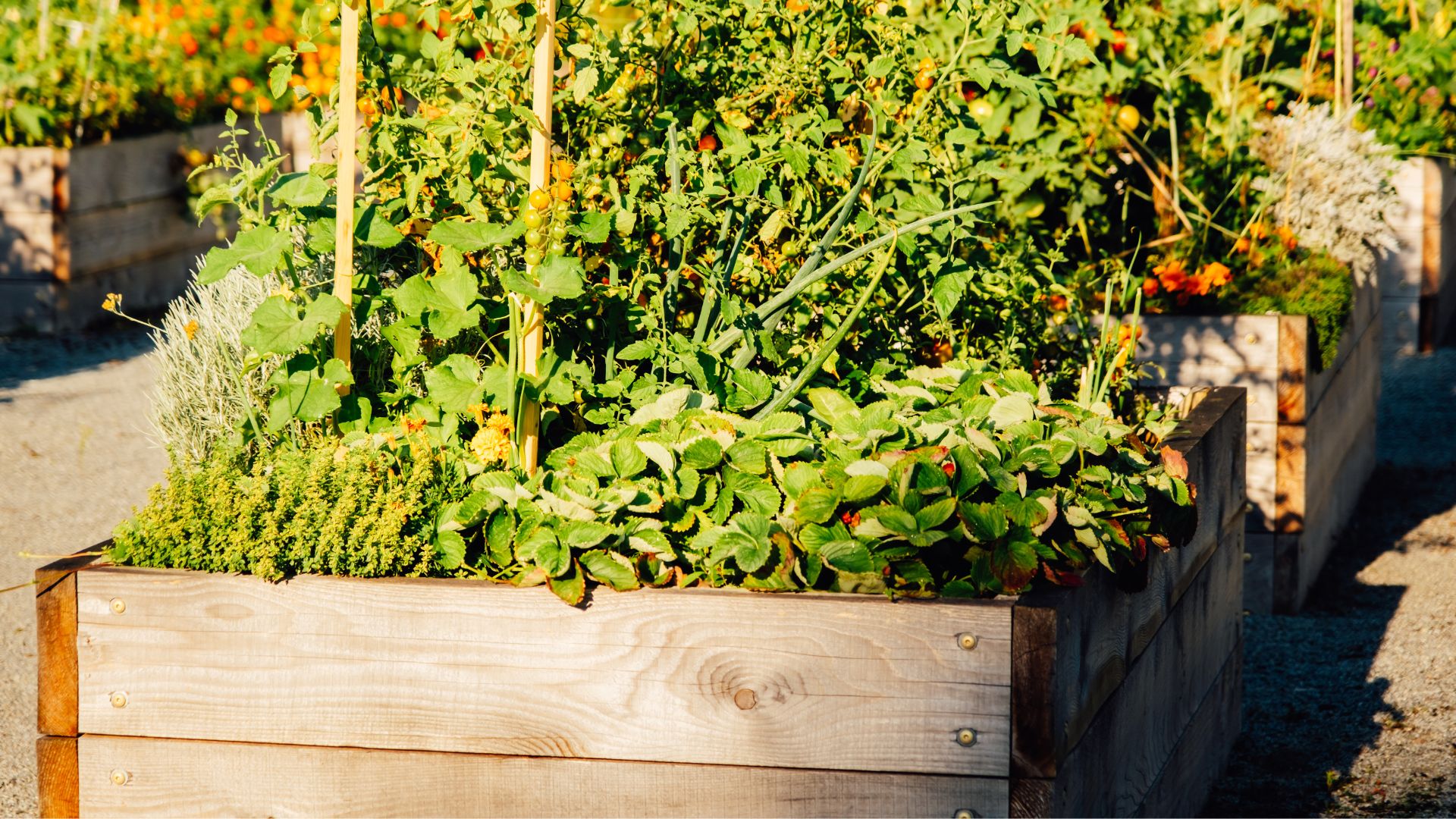 picture of raised garden bed with strawberries, tomatoes and other veggies growing in them