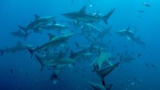 A large group of sharks.