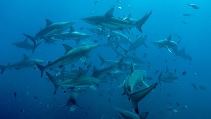 A large group of sharks.