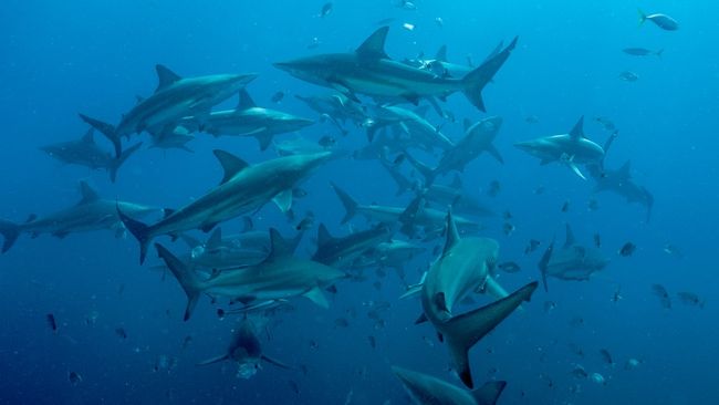 Spiraling vortex of 60 sharks rips apart a dead humpback whale in ...