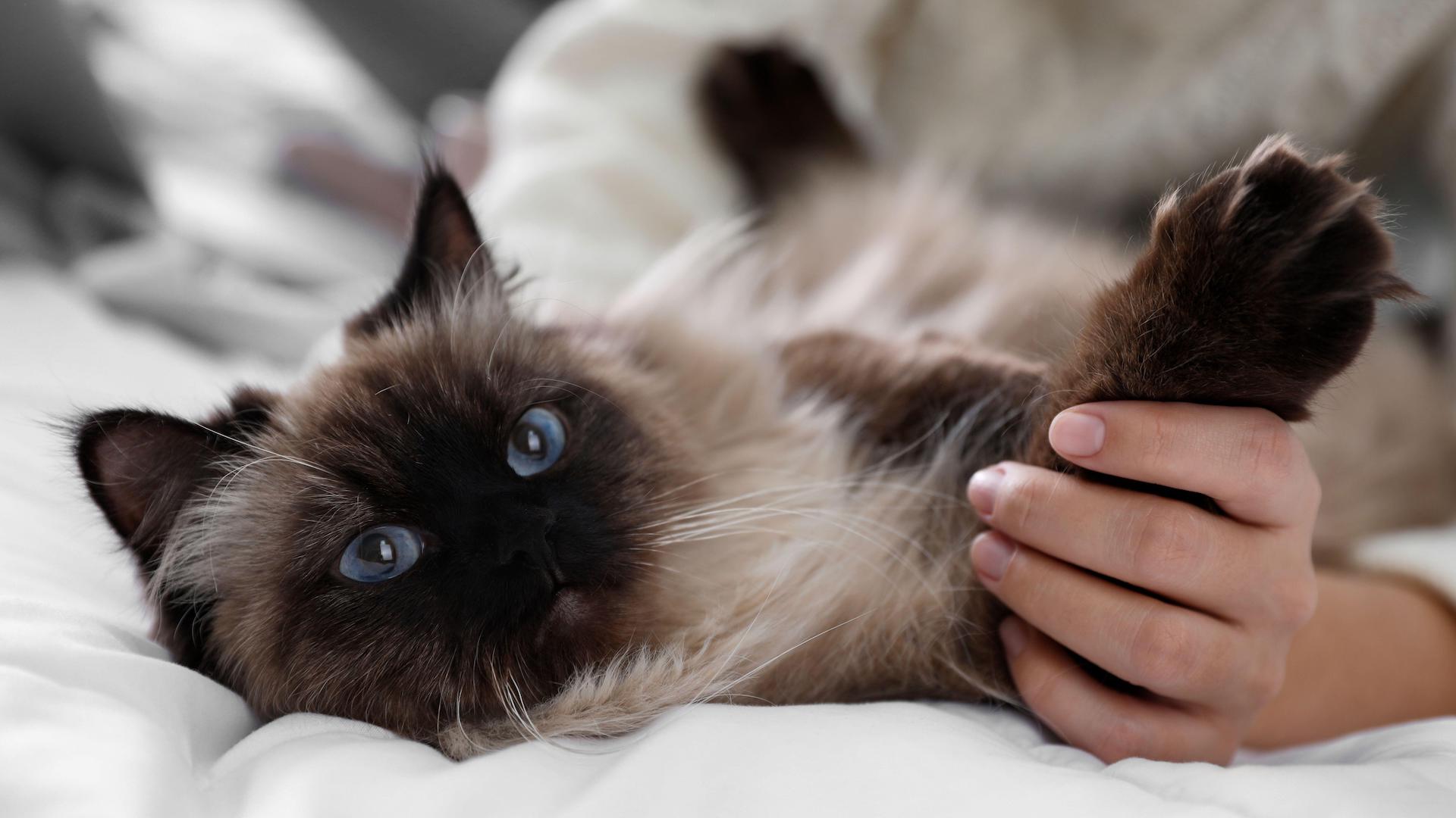 Balinese cat close up