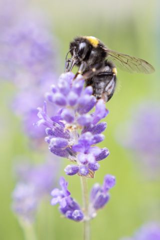 Image of a bumblebee on a lavender plant, taken on the Sigma 18-50mm f/2.8 DC DN | C Canon RF