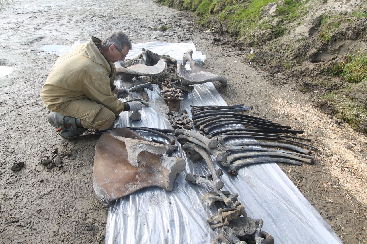 After the excavation, the team laid out the mammoth's bones.