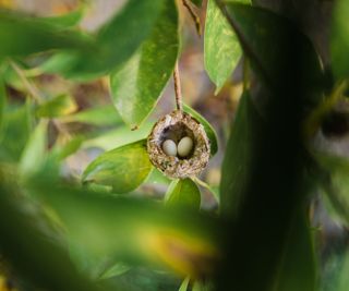 A hummingbird nest