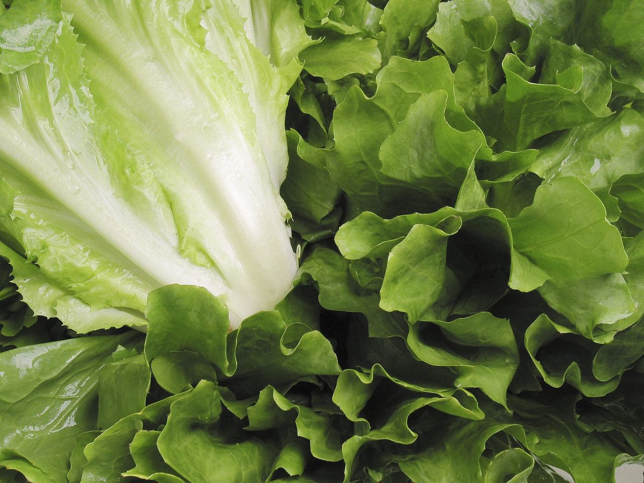 Escarole In The Garden