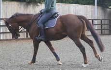 Pictured being lunged top: This horse was lame in all four limbs and is pictured cantering croup-high, on the forehand. The back is stiff and there is reduced flexion at the lumbosacral joint. The horse is leaning inwards and his mouth is open, indicating discomfort Pictured here on the forehand, extremely overbent with a stiff back and open mouth &mdash; classic signs of pain in all four legs while ridden in canter